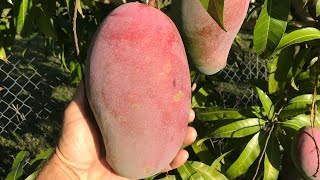 Mango trees are flowering in containers