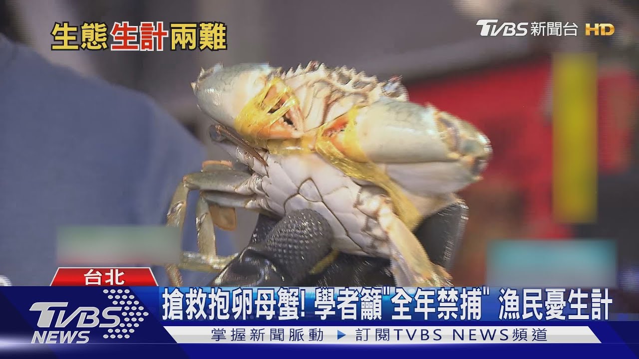 搶救抱卵母蟹！學者籲「全年禁捕」　漁民憂生計
