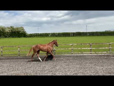 Video 2