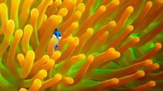 Exclusive! A Brand New ‘Finding Dory’ Trailer