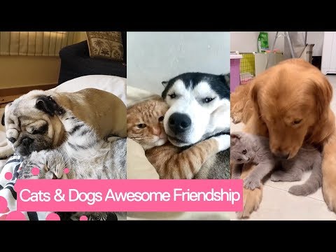 Cats And Dogs Being Best Friends - Cat and Dog Friendships