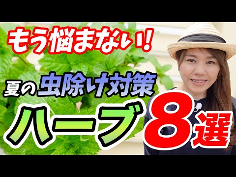 plantes aromatiques balcon romarin-basilic