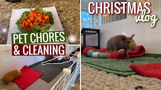 VLOG: Taking Care Of My Guinea Pigs || Pigmas 2023