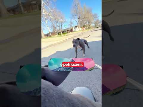 Tato Pitbulka Byla Takměr Pdchytená😱🥺 #pes #pitbull