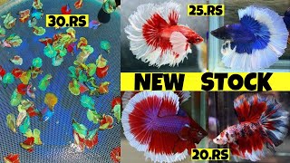 NEW BETTA FOR SELL 20.RS,25.RS PIS | BETTA FISH BREEDING PAIR FOR SELL | HOW TO BREED BETTA FISH