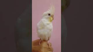 Download lagu Parkit Australia albino my name is Misao😍 mp3 Download lagu Parkit Australia albino my name is Misao😍 mp3