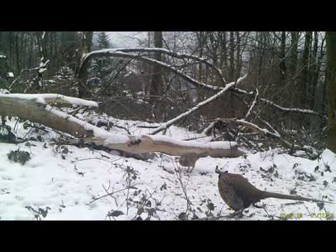 Bażanty - samiec odgania samicę