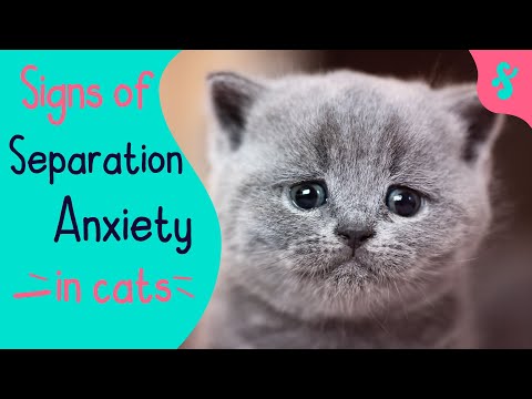 😿Do Cats Experience Separation Anxiety? How Can You Help Them? | Furry Feline Facts