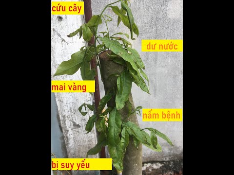 Cứu Cây Mai Vàng Bị Suy Yếu | Chia sẽ quá trình phục hồi cây