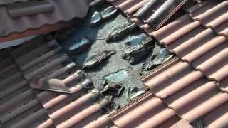 Nest of Bats on rooftop!