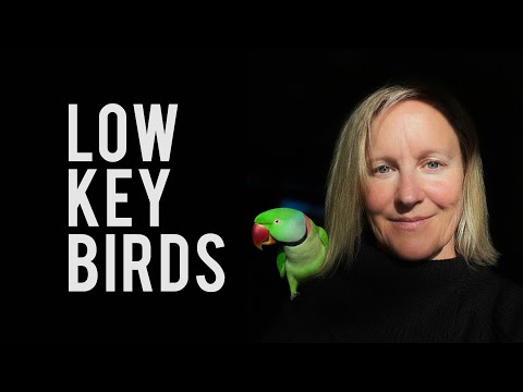 Dark & Dramatic! Low Key Bird Photography Secrets
