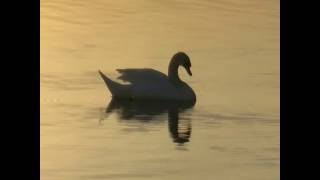Madeleine Ullner- Törnrosdalens frihetssång (Bröderna Lejonhjärta)