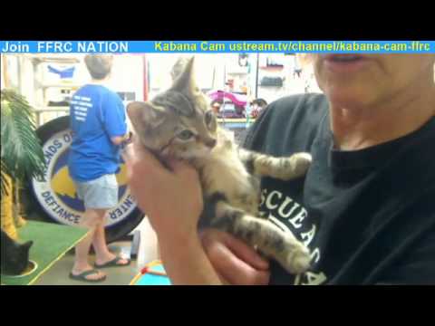 Jete,  Posie, Major, Jerusha ll being adopted to one home