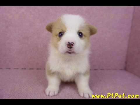 10/13雙色柯基犬公幼犬1號