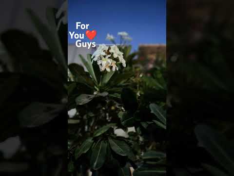 I am Vanshu #love you guys ❤️