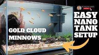 EASY LAVA ROCK NANO TANK SETUP - GOLD WHITE CLOUD MINNOWS FOR YOUR AQUARIUM - UNS 5S RIMLESS TANK