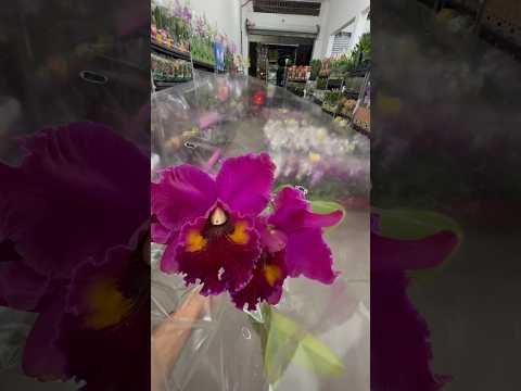 Lida das orquídeas