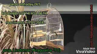 ELSHADAY-065 (JERUSALÉM 065) ainda pardo