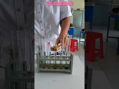 Đội tuyển học sinh giỏi "Thực hành Sinh Học" cấp tỉnh - Trường THPT Phạm Hùng