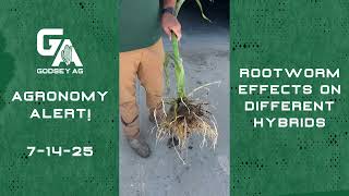 Agronomy Alert! 7-14-25