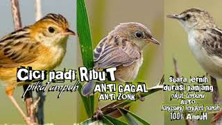Download lagu suara pikat Cici padi ribut paling ampuh durasi panjang 1 jam || pikat ampuh burung Cici padi ribut mp3