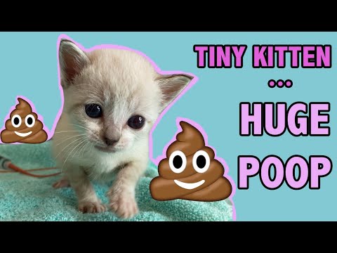 Tiny Constipated Kitten Gets an Enema...and Has a ... - YouTube