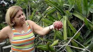 preview picture of video 'PITAHAYA SITIO DE GUILLERMO VEGA BOLAÑOS EM SANTA ISABEL- SP  1 13'