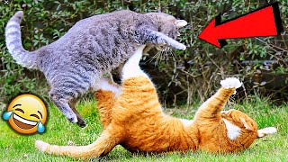 СМЕШНЫЕ ЖИВОТНЫЕ 2020 / ПРИКОЛЫ КОТЫ СОБАКИ, ЛУЧШИЕ ПРИКОЛЫ с Кошками и Собаками Funny Cats