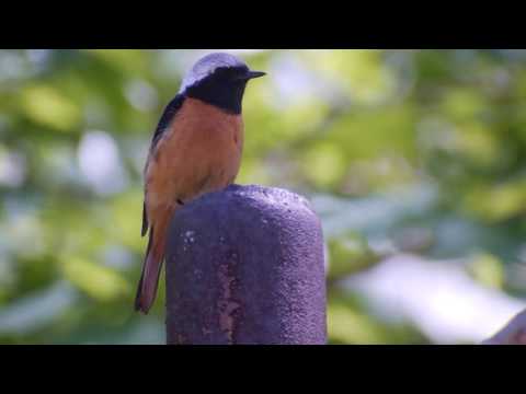 žltochvost zrkadlový (Phoenicurus auroreus) — hlas a správanie v prírode