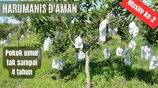 Download lagu Cara Kenal Buah Mangga Harumanis Matang - Harumanis D'Aman mp3 Download lagu Cara Kenal Buah Mangga Harumanis Matang - Harumanis D'Aman mp3