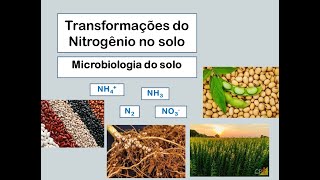 Transformação de nitrogênio no solo.