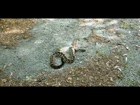 Canebrake Rattlesnake Eats a Squirrel