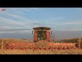 3 000 Acre Corn Field Harvested By CASE IH 9250 Combines