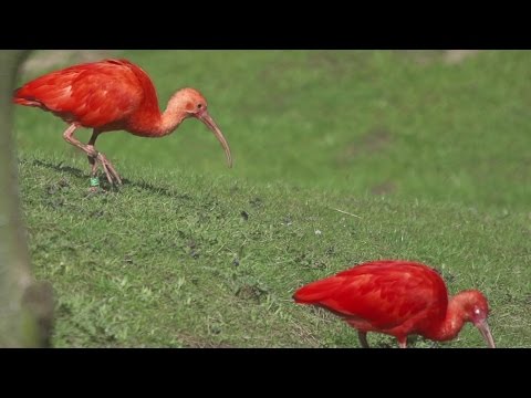 BuitenGewoon 15-09-2015 Wolf