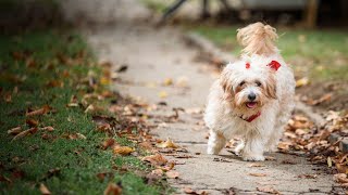 Havanese Grooming Hacks: Quick Tips for a Beautiful Coat PART 1