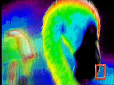 flamingo versus baboon