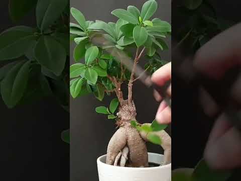 Rote Triebe an meinem Ficus Ginseng entfernen #ficusginseng #ficusmicrocarpa #bonsaitree
