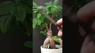 Download lagu Removing rouge shoots on my ficus ginseng #ficusginseng #ficusmicrocarpa #bonsaitree mp3