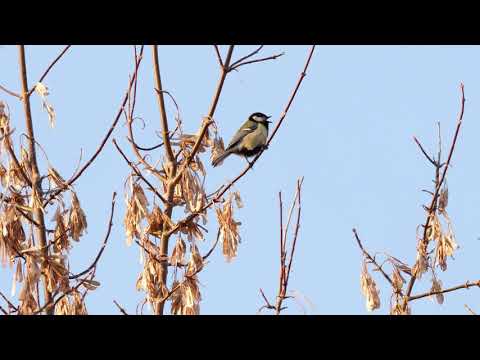 Песня большой синицы (Parus major), д. Денисово, Пронский район, Рязанская область, Россия, апрель 2021