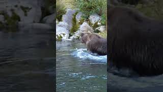 Out fished by the bears🐻#shorts #bear #wildlife