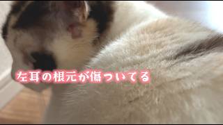 保護猫 モネがシャム三毛だからか色や柄が少しずつ変化してきた(月やハート)