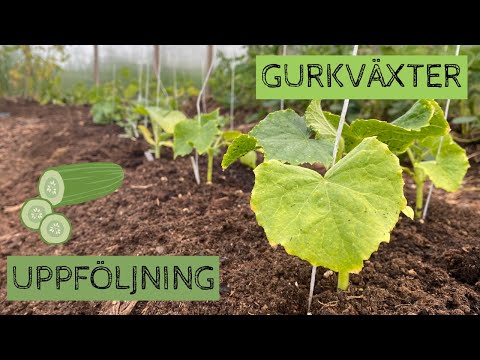 Uppföljning på sådden av GURKVÄXTER - Nu planterar jag ut både gurka, melon och pumpa