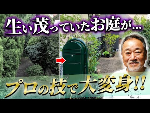 チューリップの装飾: 最も美しいアイデア 植物