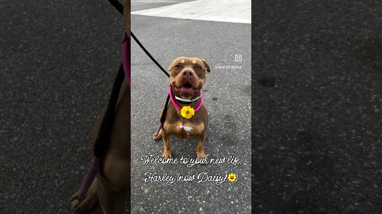 Enlarge Daisy, a ADOPTABLE mixed breed in Huntington Beach, CA video 3/6