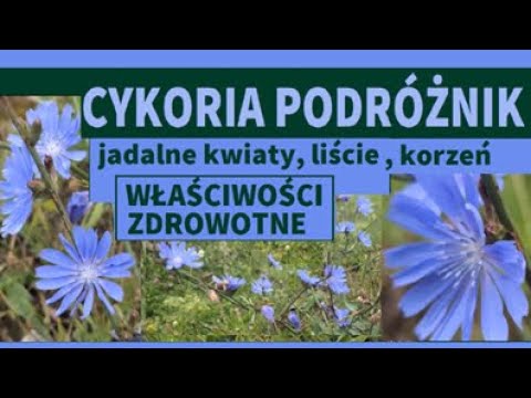 Common chicory - properties