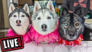 Husky Hangout LIVE For Valentines Day! 🔴 LIVE Q & A With our Siberian Huskies!