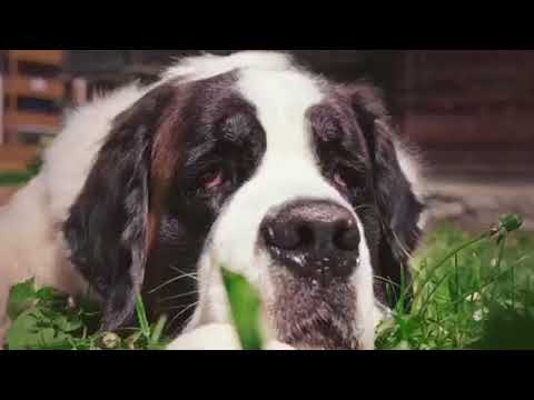 DJ Antoine "Ma Chérie" Jodel 60s