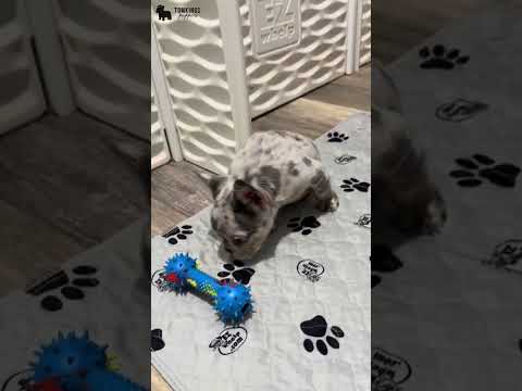 Video 1