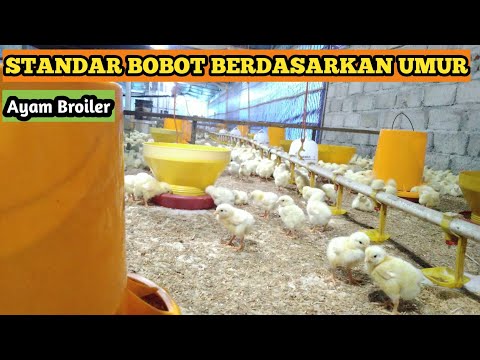 , title : 'Standar Bobot Ayam broiler Berdasarkan Umur'