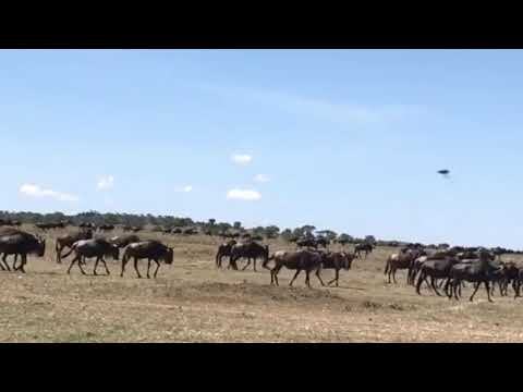 Latest #HerdTracker update: Big thunderstorm and heavy rainfall continue
